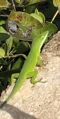 Anolis smaragdinus