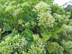 Mikania chenopodiifolia