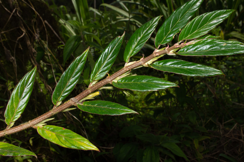 Columnea manabiana