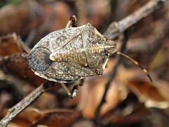 Oncocoris geniculatus
