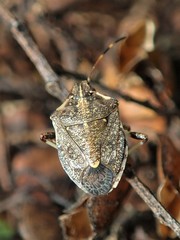 Oncocoris geniculatus