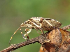 Oncocoris geniculatus