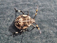 Oncocoris geniculatus