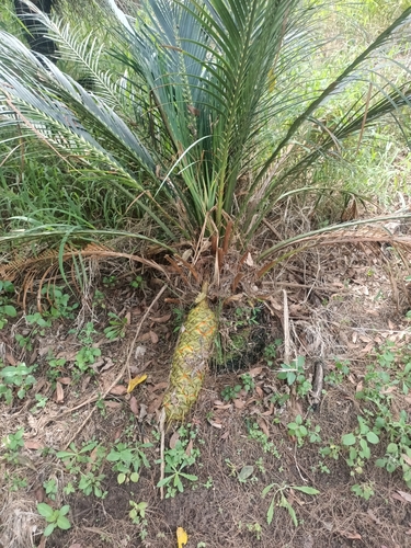 Macrozamia miquelii