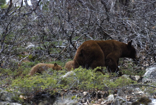 American Black Bear photographed in California