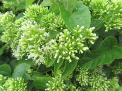 Mikania chenopodiifolia