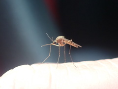 Aedes subalbirostris