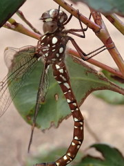 Dendroaeschna conspersa