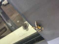 Eristalis saxorum