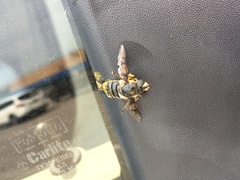 Eristalis saxorum