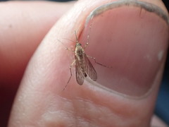 Aedes subalbirostris
