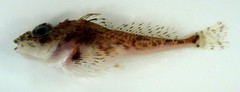 Spatulate Sculpin photo 2