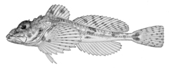 Spatulate Sculpin photo 3