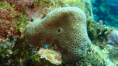 Goniastrea stelligera