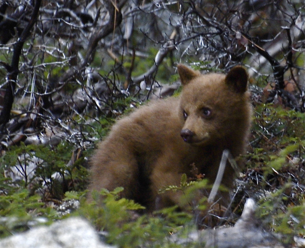 American Black Bear