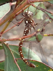 Dendroaeschna conspersa