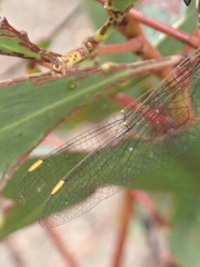 Dendroaeschna conspersa