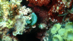 Dictyosphaeria versluysii