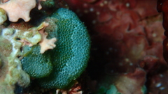 Dictyosphaeria versluysii