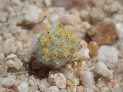 Eriophyllum mohavense