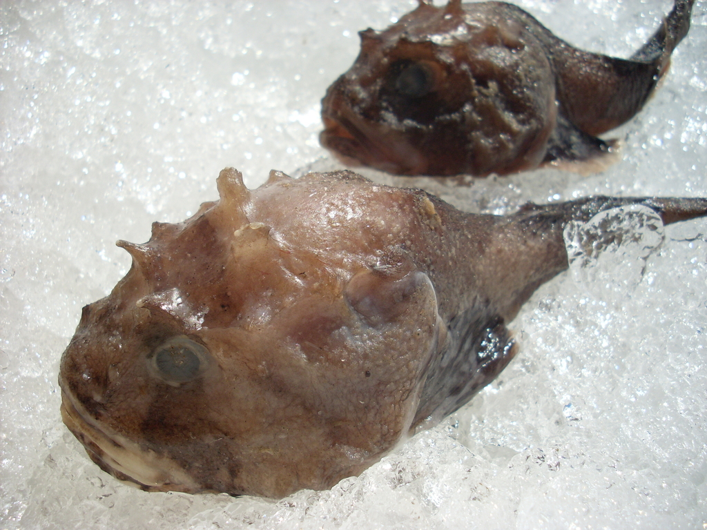 Polar Sculpin