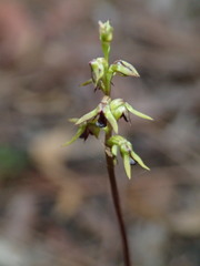 Genoplesium ciliatum