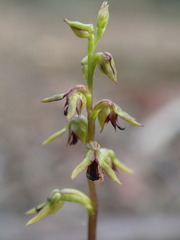 Genoplesium ciliatum