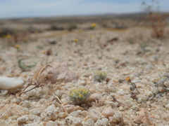 Eriophyllum mohavense
