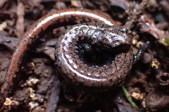 Batrachoseps wrighti