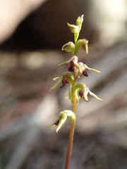 Genoplesium ciliatum