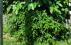 Ficus obliqua