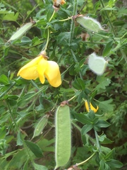 Cytisus grandiflorus