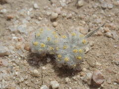 Eriophyllum mohavense