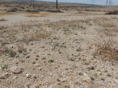 Eriophyllum mohavense