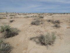 Eriophyllum mohavense