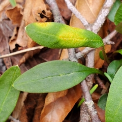 Puccinia mariae-wilsoniae