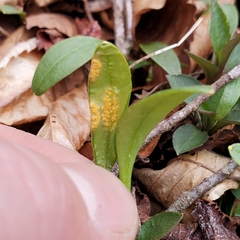 Puccinia mariae-wilsoniae