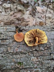 Pholiota subsulphurea