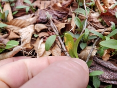 Puccinia mariae-wilsoniae