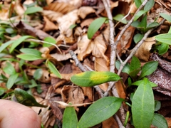 Puccinia mariae-wilsoniae