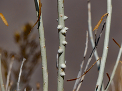 Rhopalomyia chrysothamni