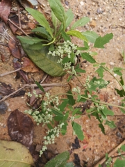 Chenopodium ficifolium