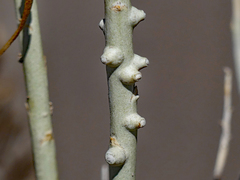 Rhopalomyia chrysothamni