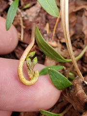 Puccinia mariae-wilsoniae
