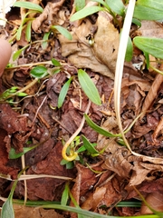 Puccinia mariae-wilsoniae