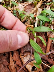Puccinia mariae-wilsoniae