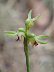 Genoplesium ciliatum