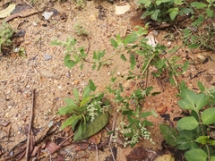 Chenopodium ficifolium