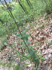 Scrophularia herminii