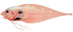Threadfin Seasnail photo 2